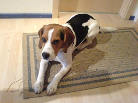 Beagle Ich bin so ein feiner!!!