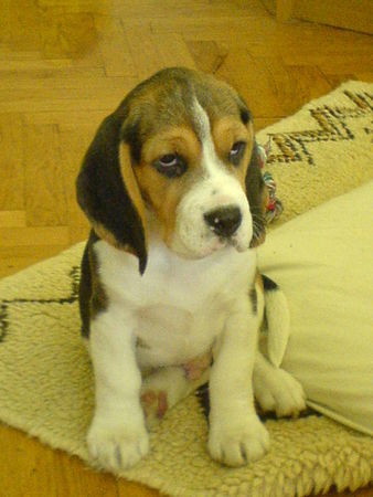 Beagle iron-iseo 