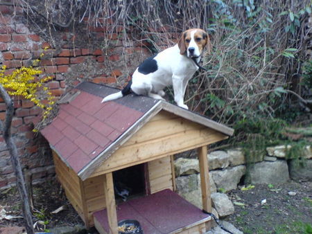 Beagle Das ist meine Hütte