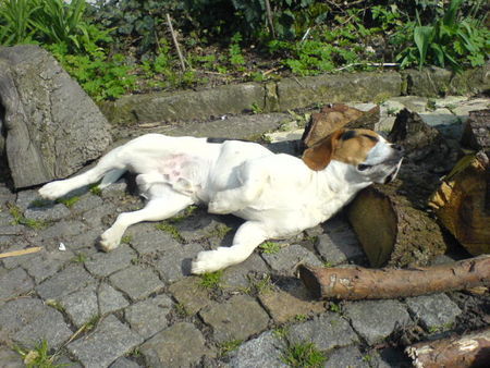 Beagle SO schön warm