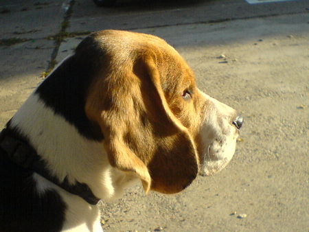 Beagle iron-iseo 