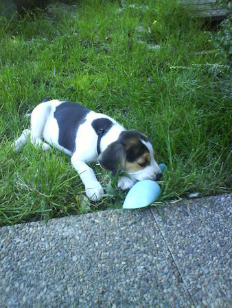 Beagle mit 8wochen