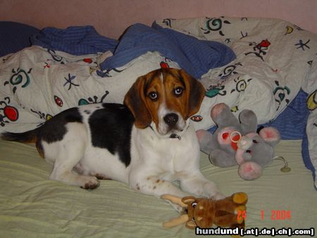 Beagle Barnie mit Schlafzimmerblick