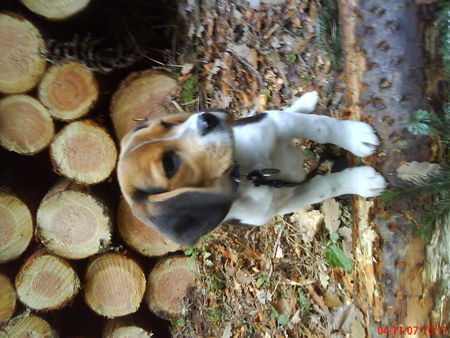 Beagle Barny im Katzenbaum