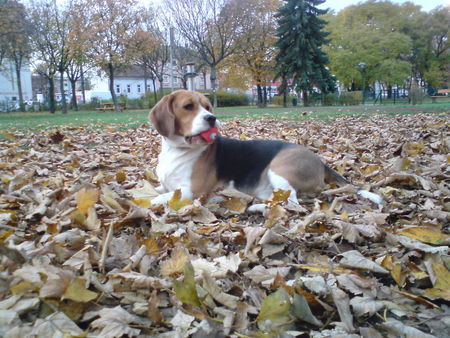 Beagle