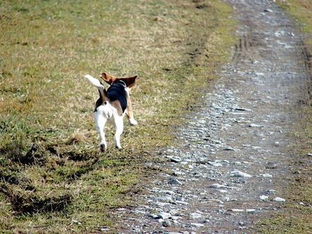 Beagle Zoe von Amade AUSTRIA