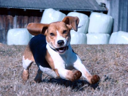 Beagle Zoe von Amade Austria