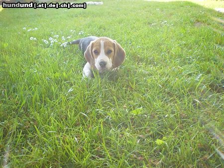 Beagle chester mit 8 wochen