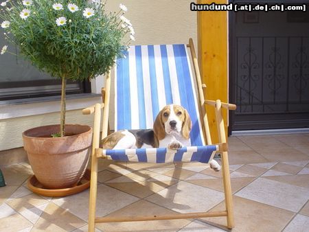 Beagle chester , mit 12 wochen schon soo erwachsen