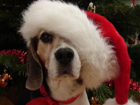 Beagle Merry Christmas