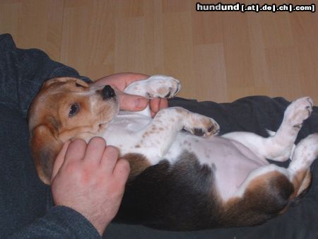 Beagle Mir geht es ja sooo gut