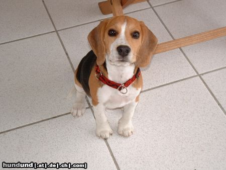 Beagle Monty