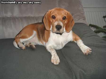 Beagle Paula