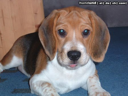 Beagle Paula mitlerweile 14 Wochen und ganz schön frech