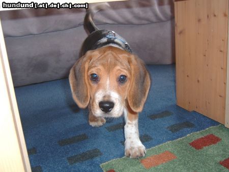 Beagle Paula mit 12 Wochen