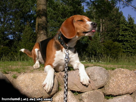 Beagle