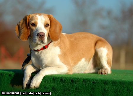 Beagle Eine kleine Pause auf dem Hundplatz