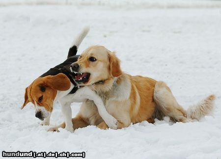 Beagle Auf dem Hundeplatz - kleine Meinungsverschiedenheit