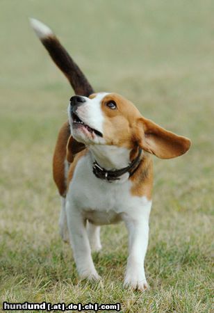 Beagle auf dem Hundeplatz