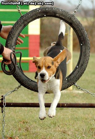 Beagle auf dem Hundeplatz