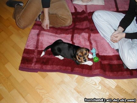 Beagle Tamira (10 wochen)