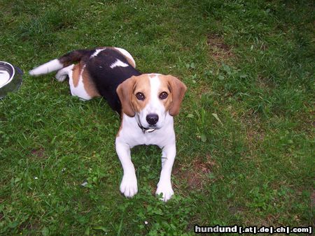 Beagle Whyski, eine 10 Monate alte Hündin aus einem 8.er Wurf