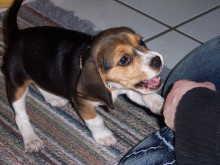 Beagle Der kleine Kampfhund ;-))