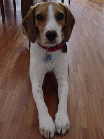 Beagle Meggie