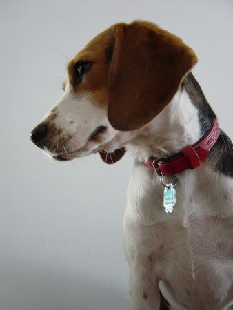 Beagle Meggie Topmodel