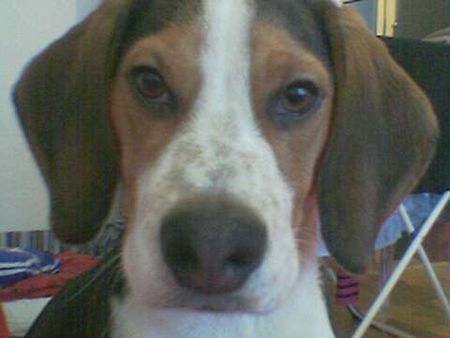 Beagle was guckst Du! Max (9er Monat)