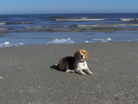 Beagle Jessie auf Norderney