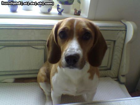 Beagle Mein Schatz Lucy