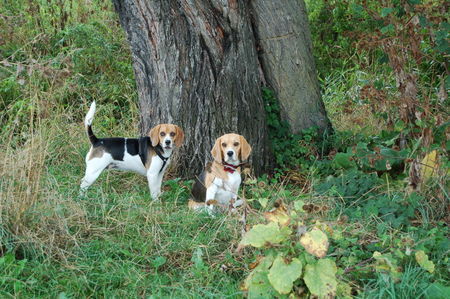 Beagle Hexe und Luci