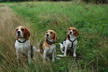 Beagle Aico, Lucy und Hexe