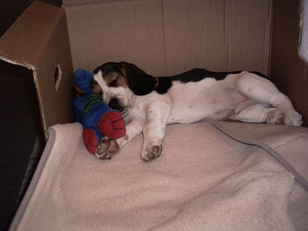 Beagle Baby-Alf