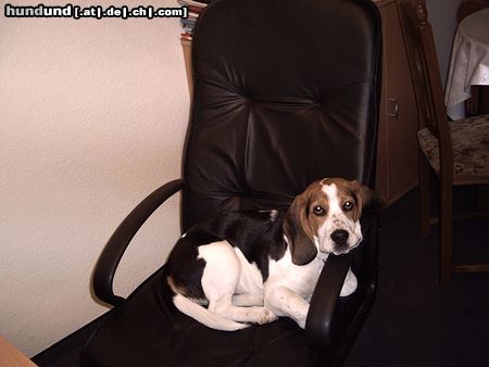 Beagle alf