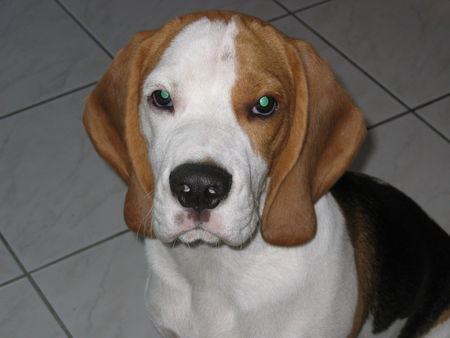 Beagle