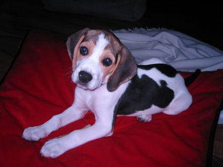 Beagle mit 8wochen