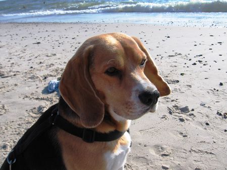 Beagle velten