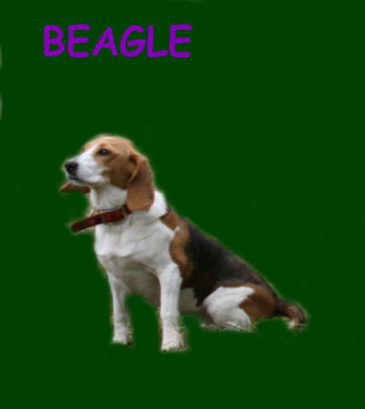 Beagle Alles hat ein Ende nur die Wurst hat zwei