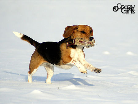 Beagle Tamira vom Schloss Altenau