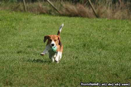 Beagle Mein Ball