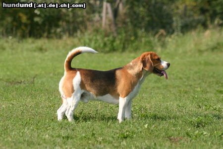 Beagle Beagle