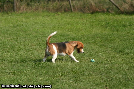 Beagle Jetzt hab ich dich!