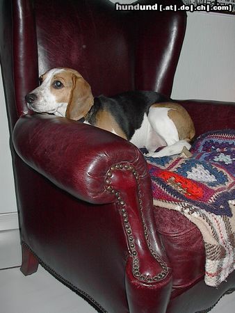 Beagle Bin beleidigt ...