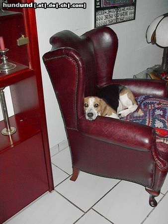 Beagle Jeany : 