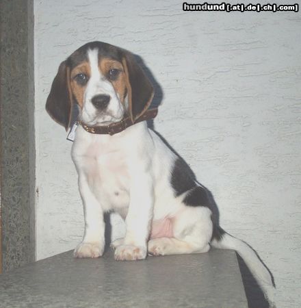 Beagle