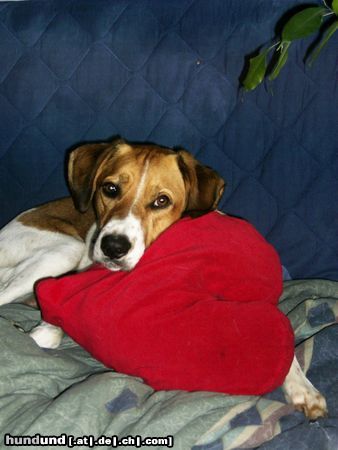 Beagle Sammy mit Herz