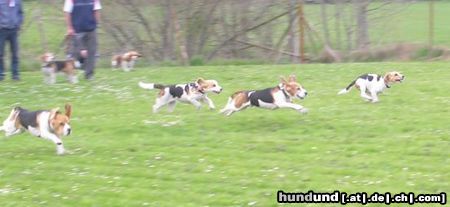 Beagle Hunderennen!!!