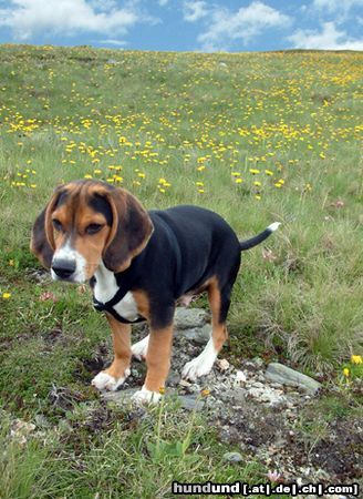 Beagle Timmi auf der Wiese